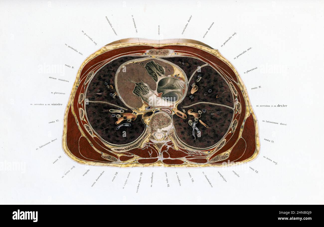 Human anatomy illustration Stock Photo Biology Diagrams