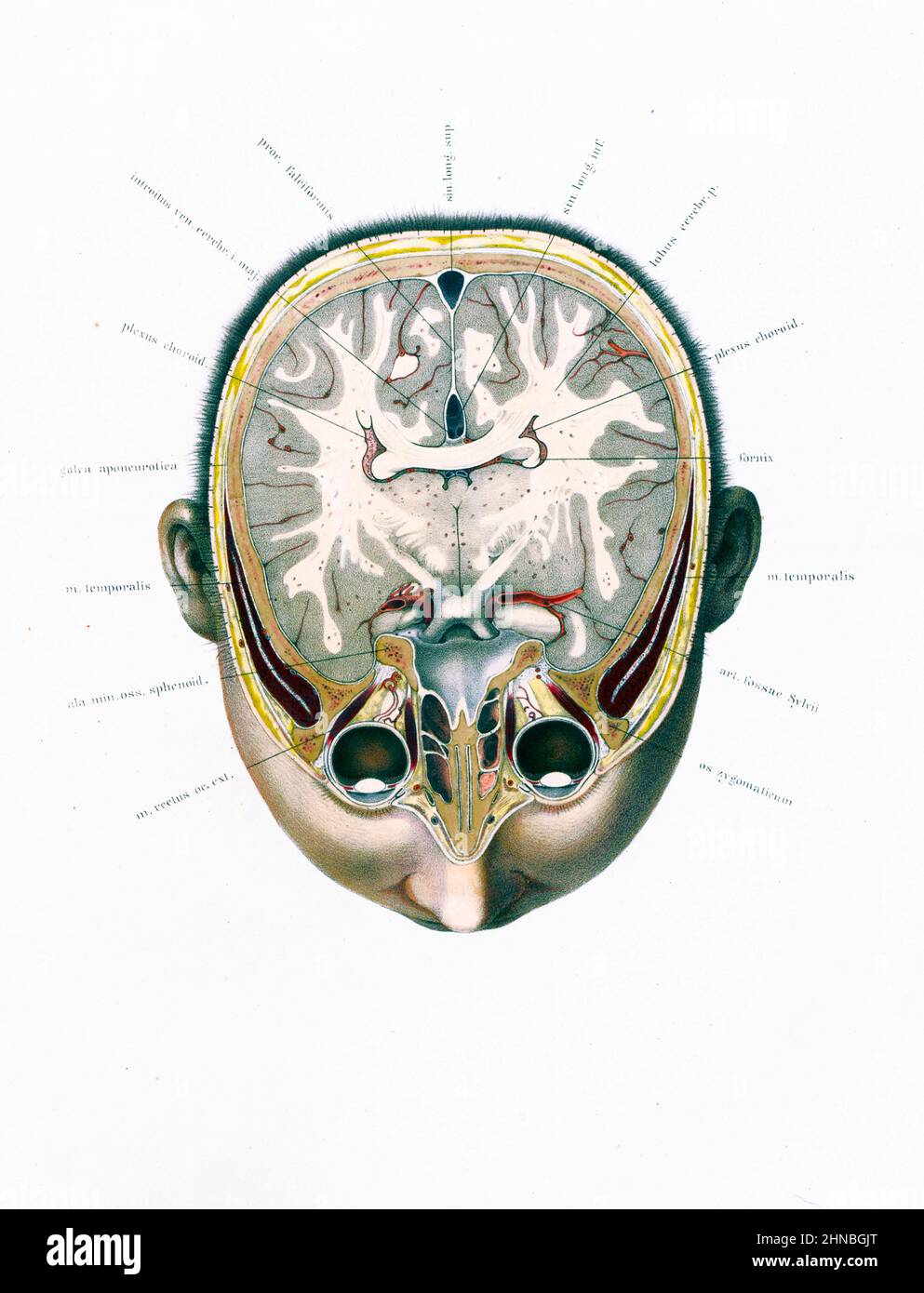 Brain anatomy, 19th century illustration Stock Photo - Alamy