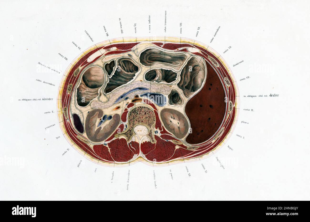 Human body, 19th century illustration Stock Photo Alamy