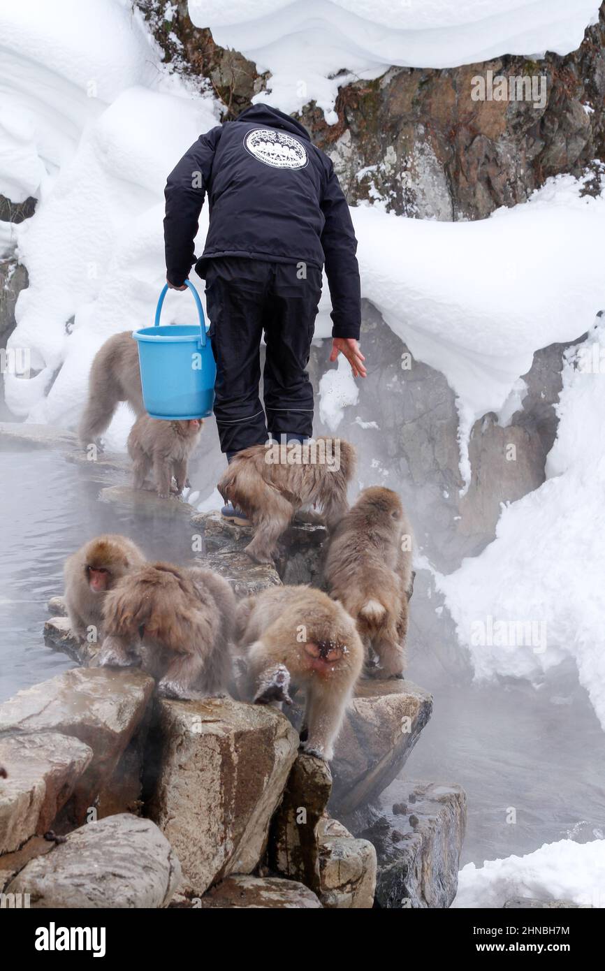 yamanochi, nagano, japan, 2022/12/02 , park worker feeding the monkeys at joshinetsu-kogen national park, where tourists can go to see the snow monkey Stock Photo