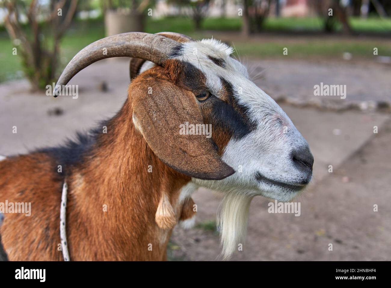 goat head in profile looking away. farm in Argentina Stock Photo