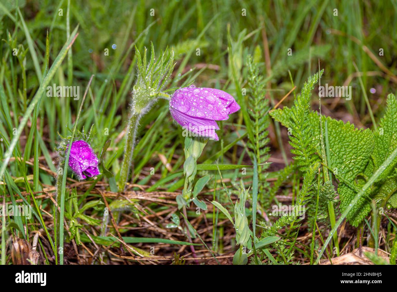 lilac flower snow ranunculus or pasqueflower blooms in the forest in the rain, selective focus Stock Photo