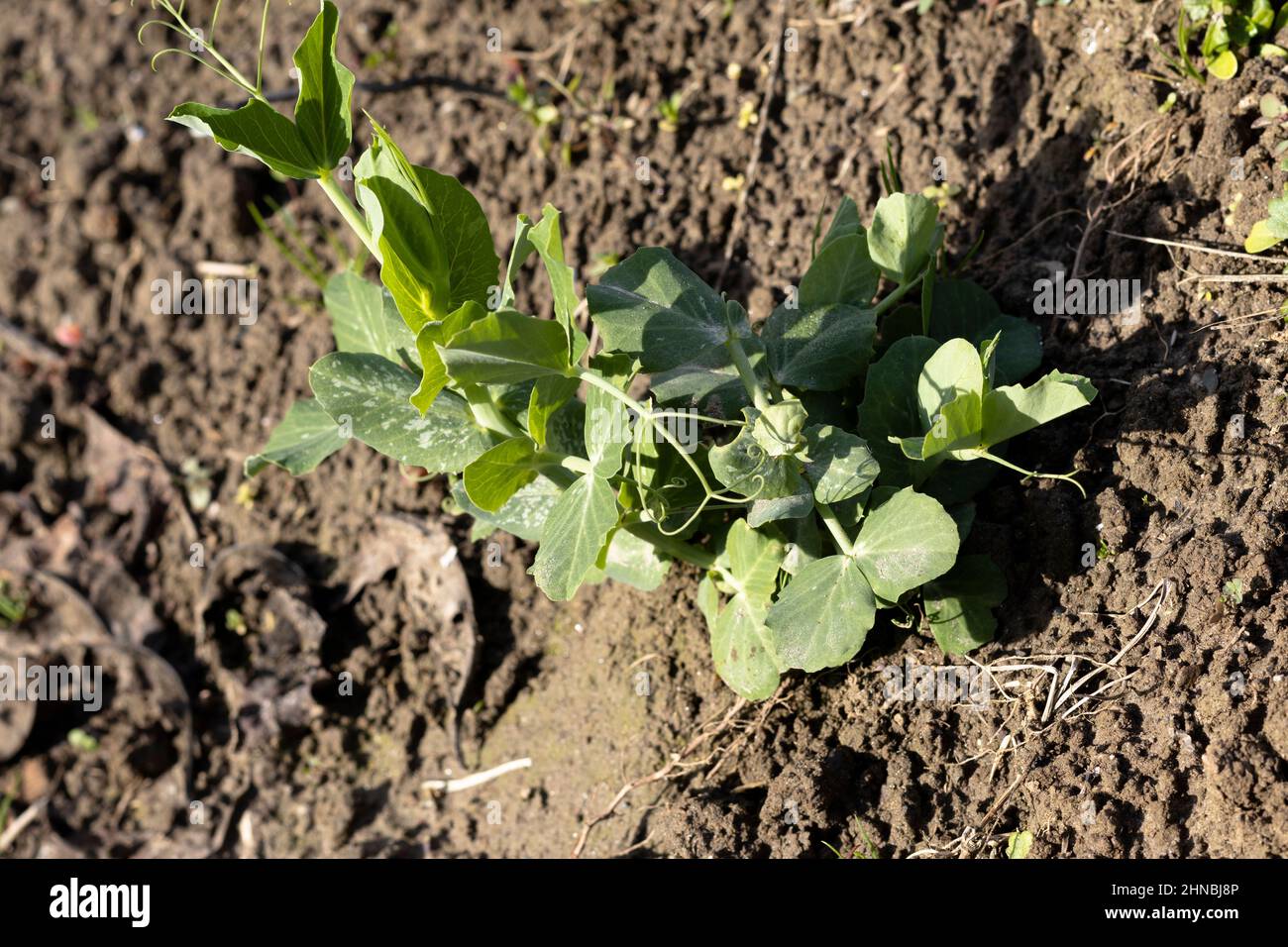 Green peas crop growing in the field Stock Photo