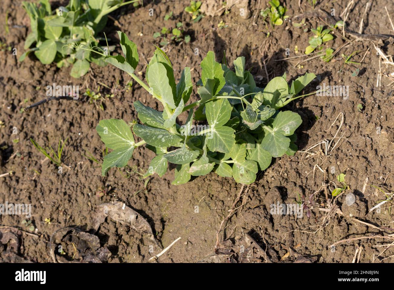 Closeup view of a small peas plant Stock Photo