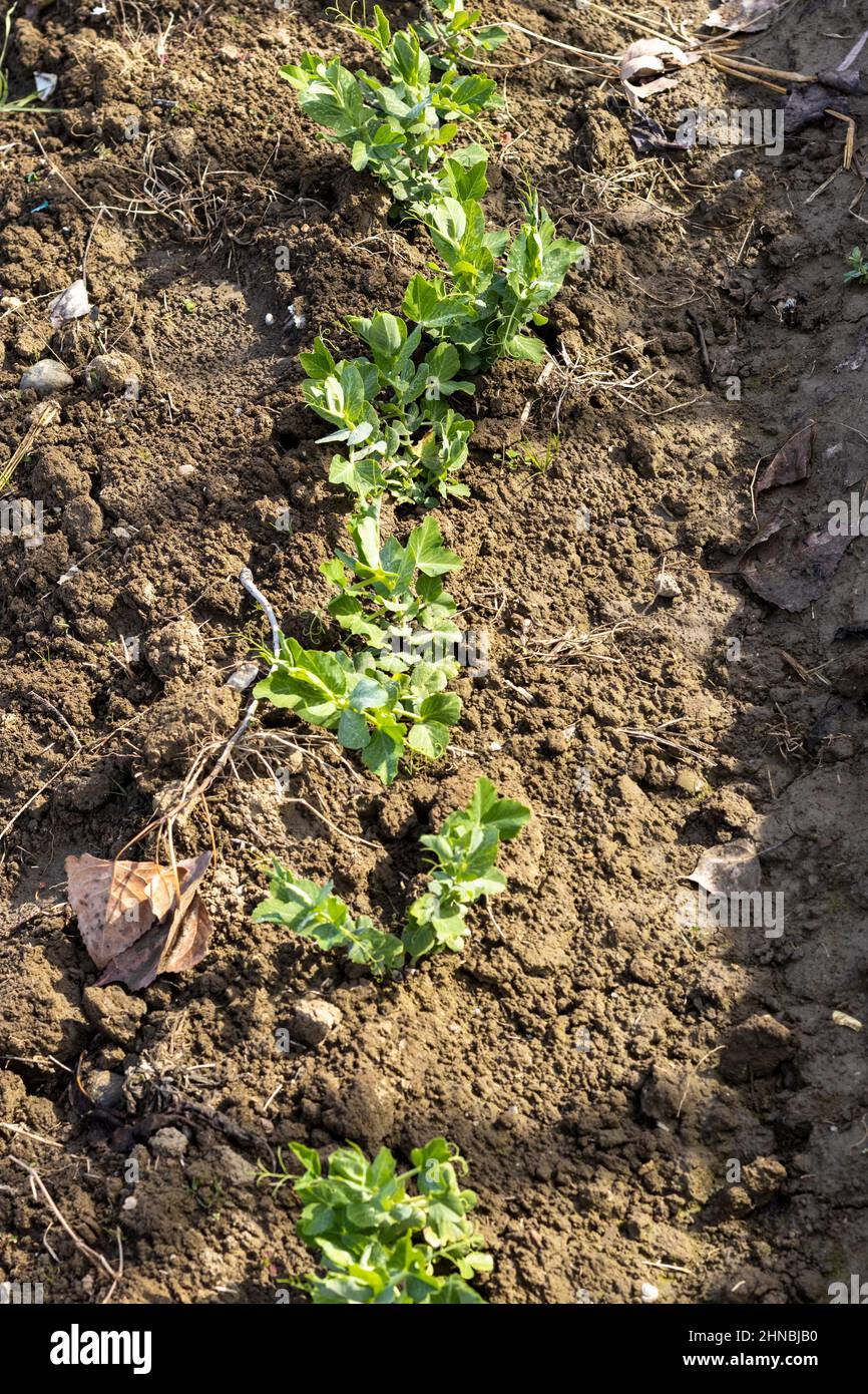 peas plants sprouting in the early spring Stock Photo