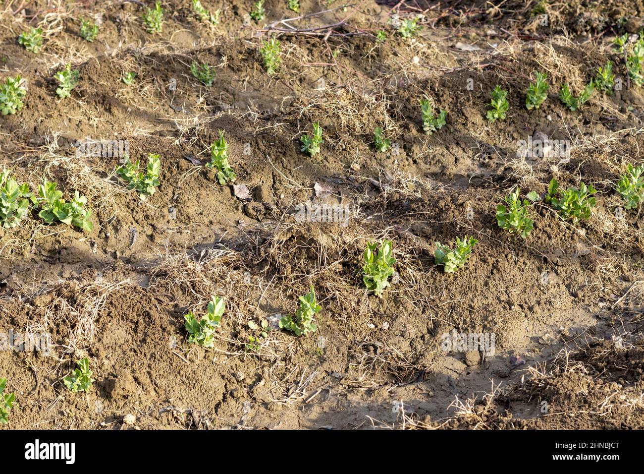 farming peas crop in the winter Stock Photo