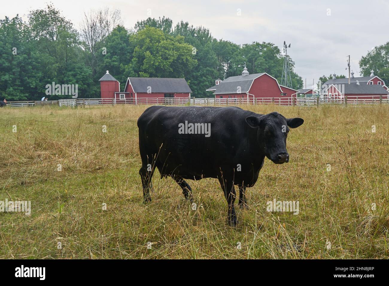 Black cow in a rural field Stock Photo - Alamy