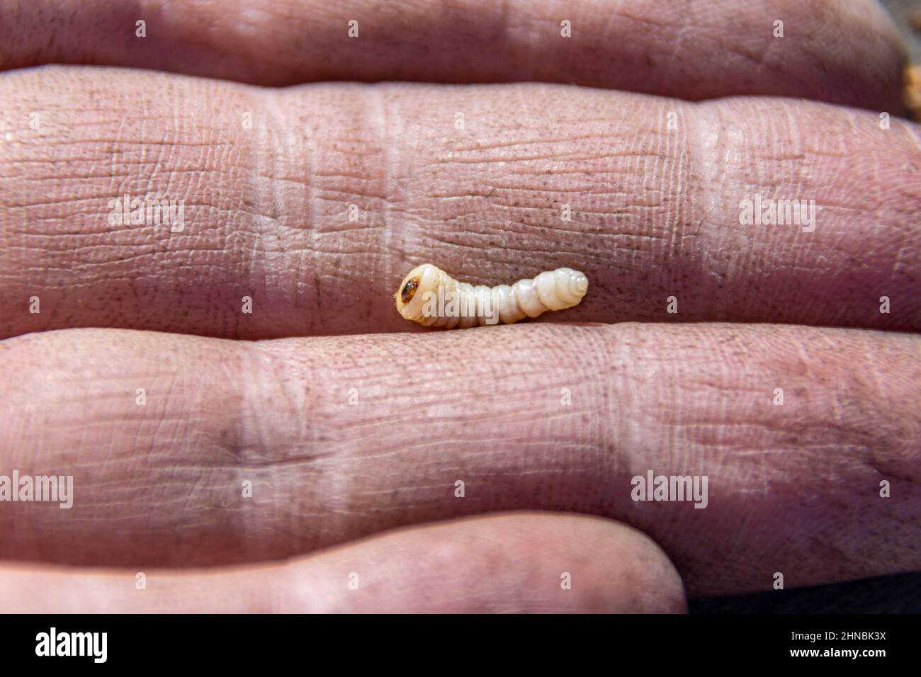 white beetle larva intended for bait when fishing, selective focus Stock Photo