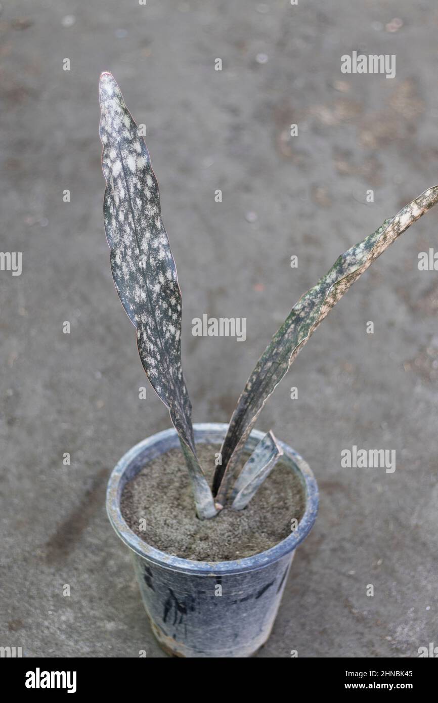 black coral snake plant in a pot Stock Photo Alamy