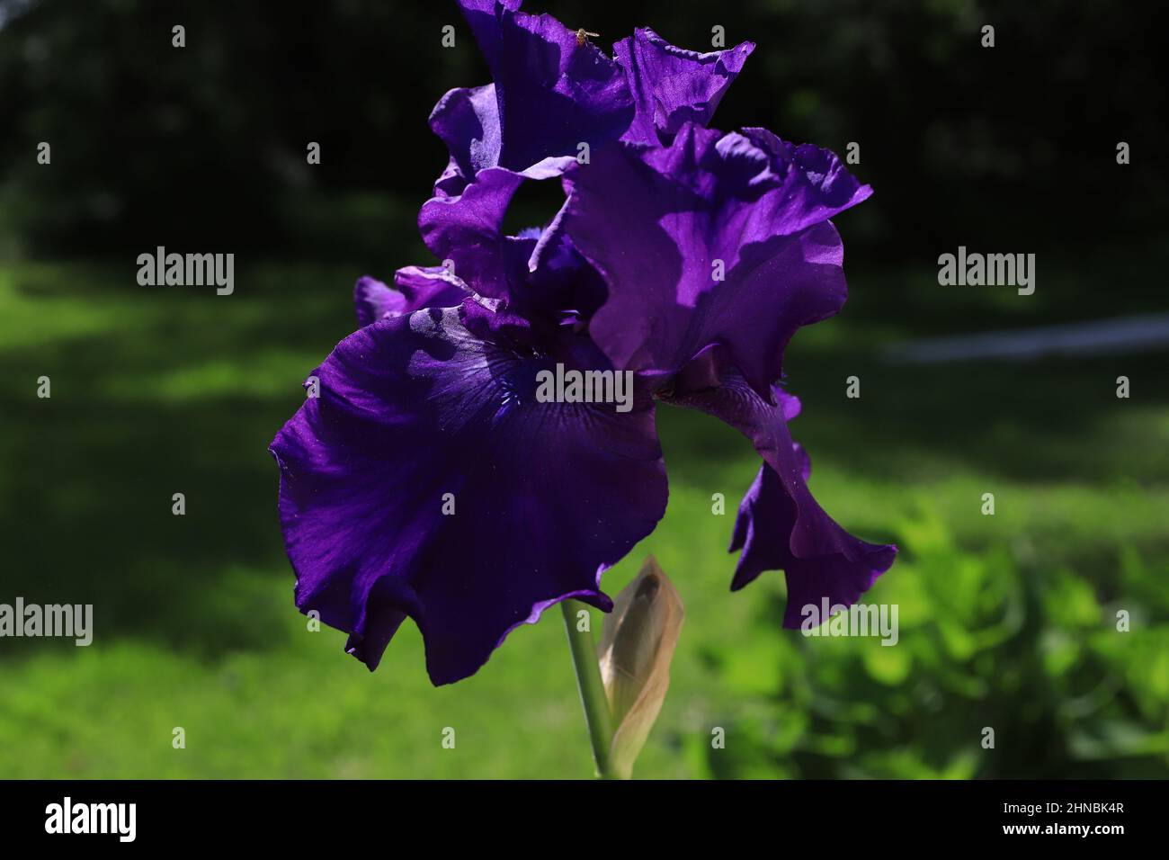 Purple iris in the morning light of a spring garden. Stock Photo