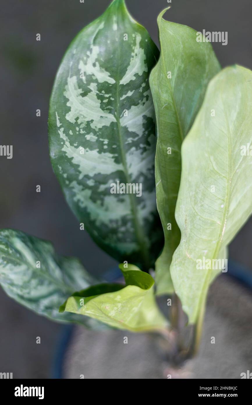 Aglaonema Maria Chinese Evergreen plant with selective focus and blur background Stock Photo