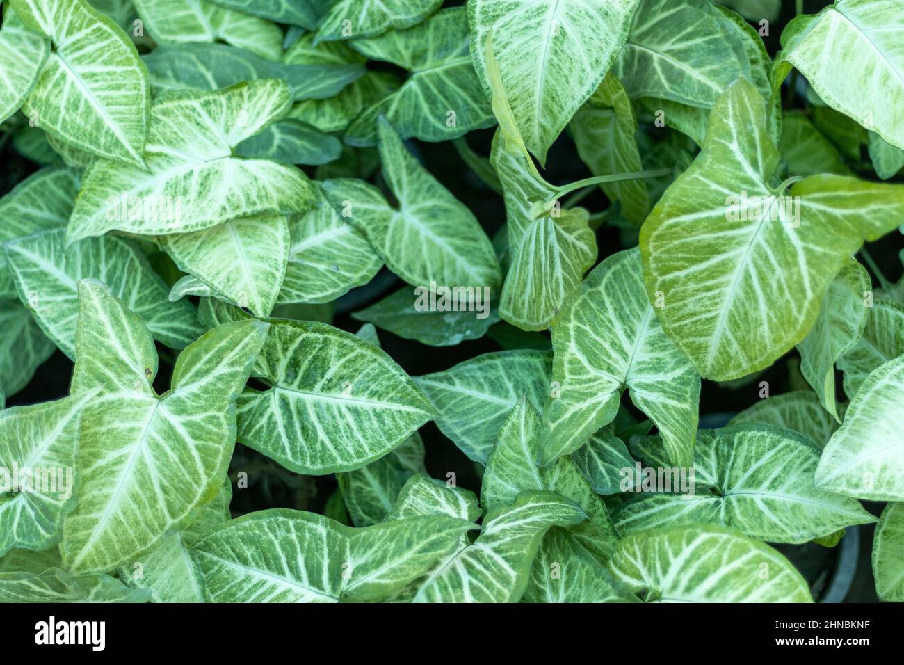 Syngonium with green leaves for natural background Stock Photo - Alamy