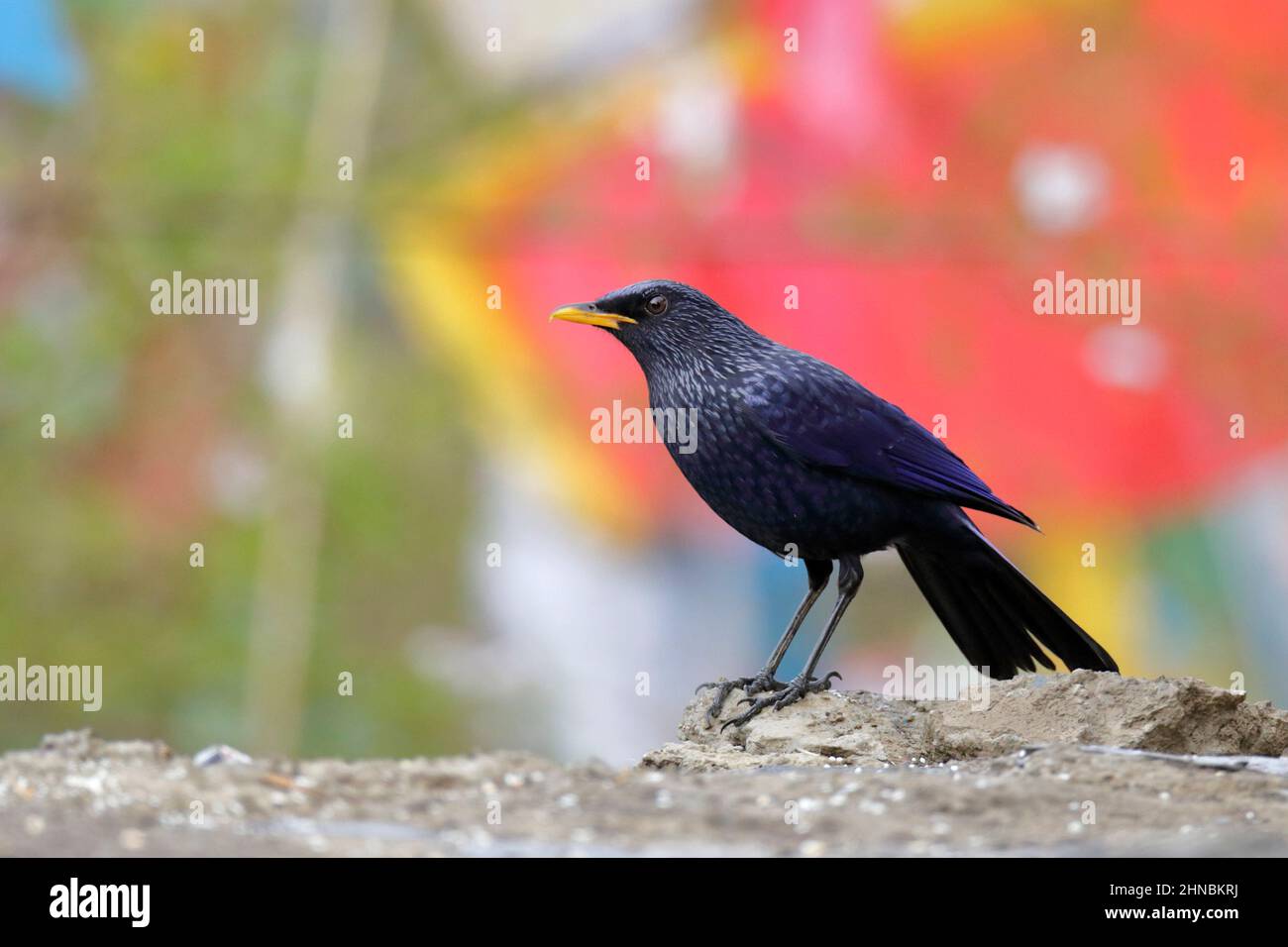 Blue Whistling-Thrush (Myophonus caeruleus) with prayer flags in background, Meili Snow Mountain, northwest Yunnan, China 24th April 2011 Stock Photo