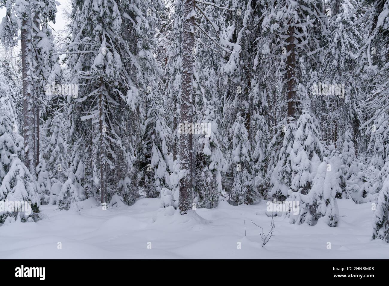Snow-covered coniferous trees in winter forest on cold frosty day Stock ...