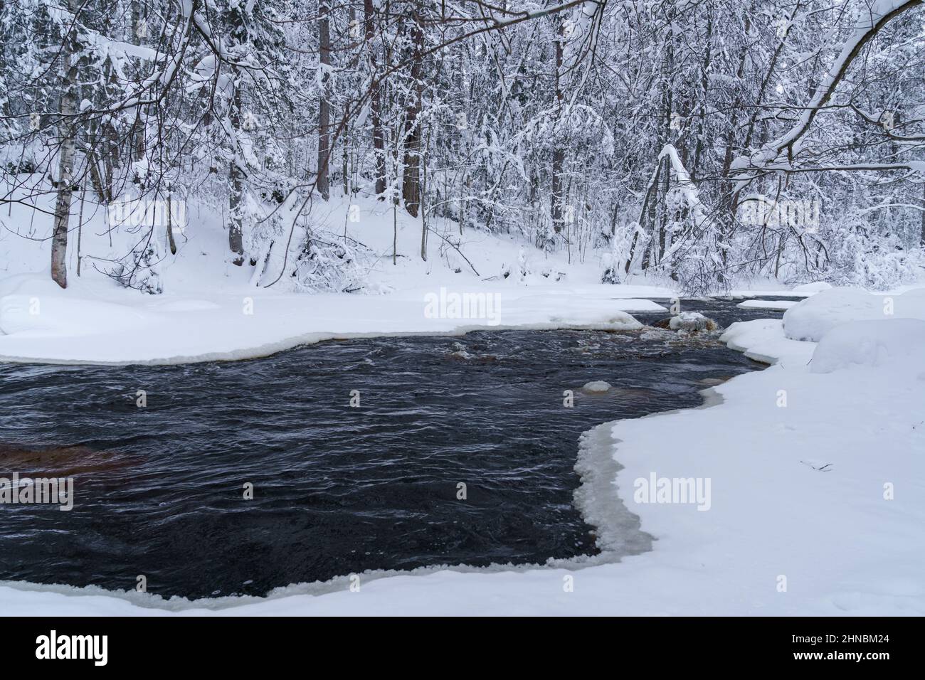 Non-freezing running river in snowy forest on gloomy cold winter day Stock Photo
