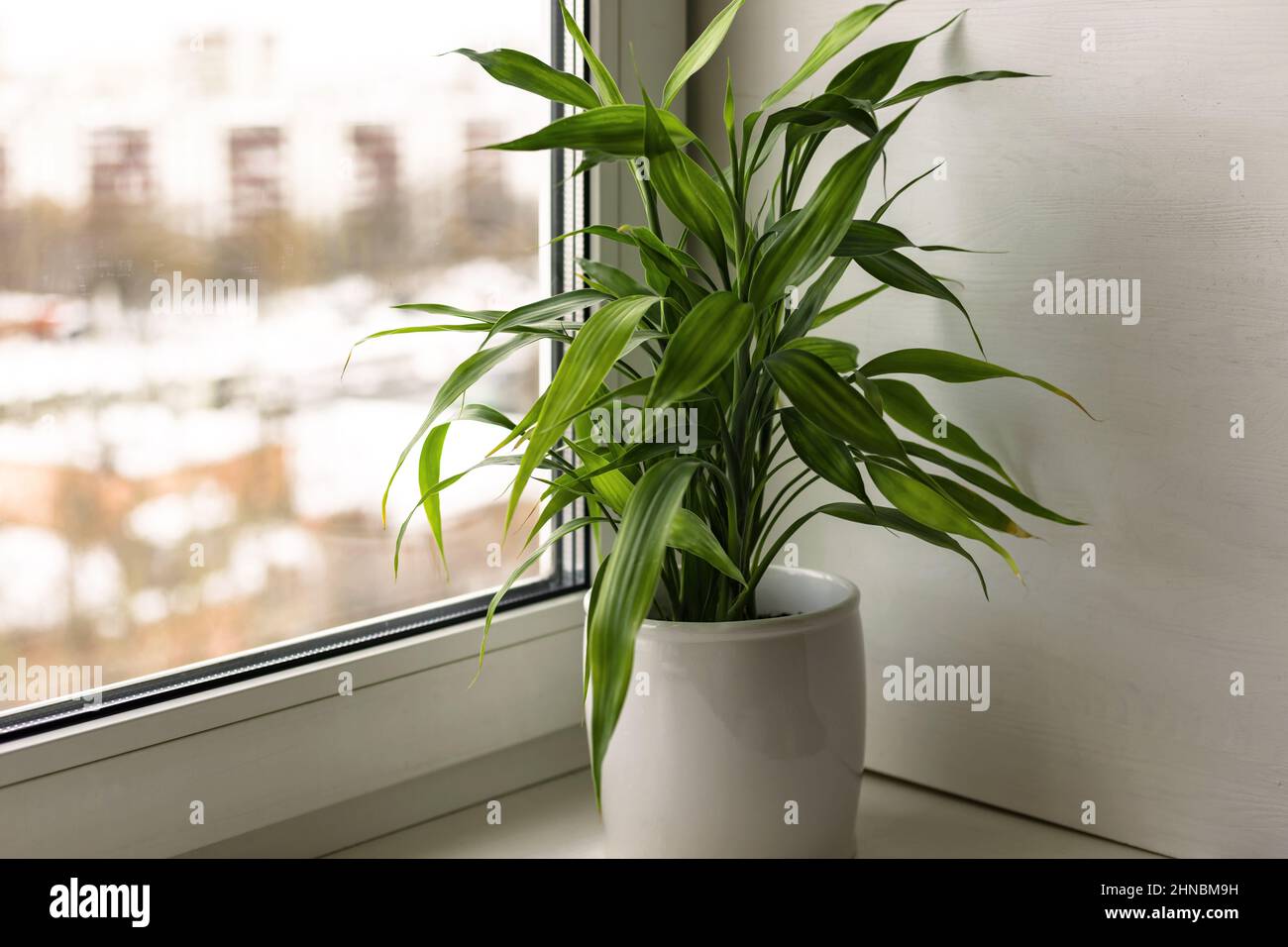 House plant Bamboo plant Dracaena Sanderiana in white flower pot on room windowsill Stock Photo
