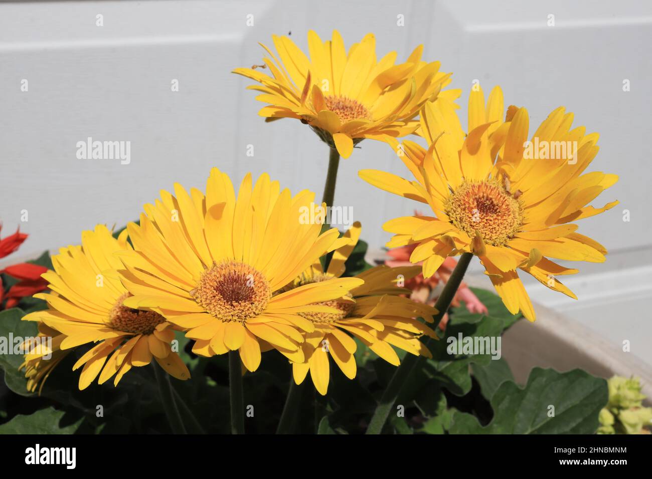 Yellow gerbera daisies in an outdoor flower pot Stock Photo Alamy