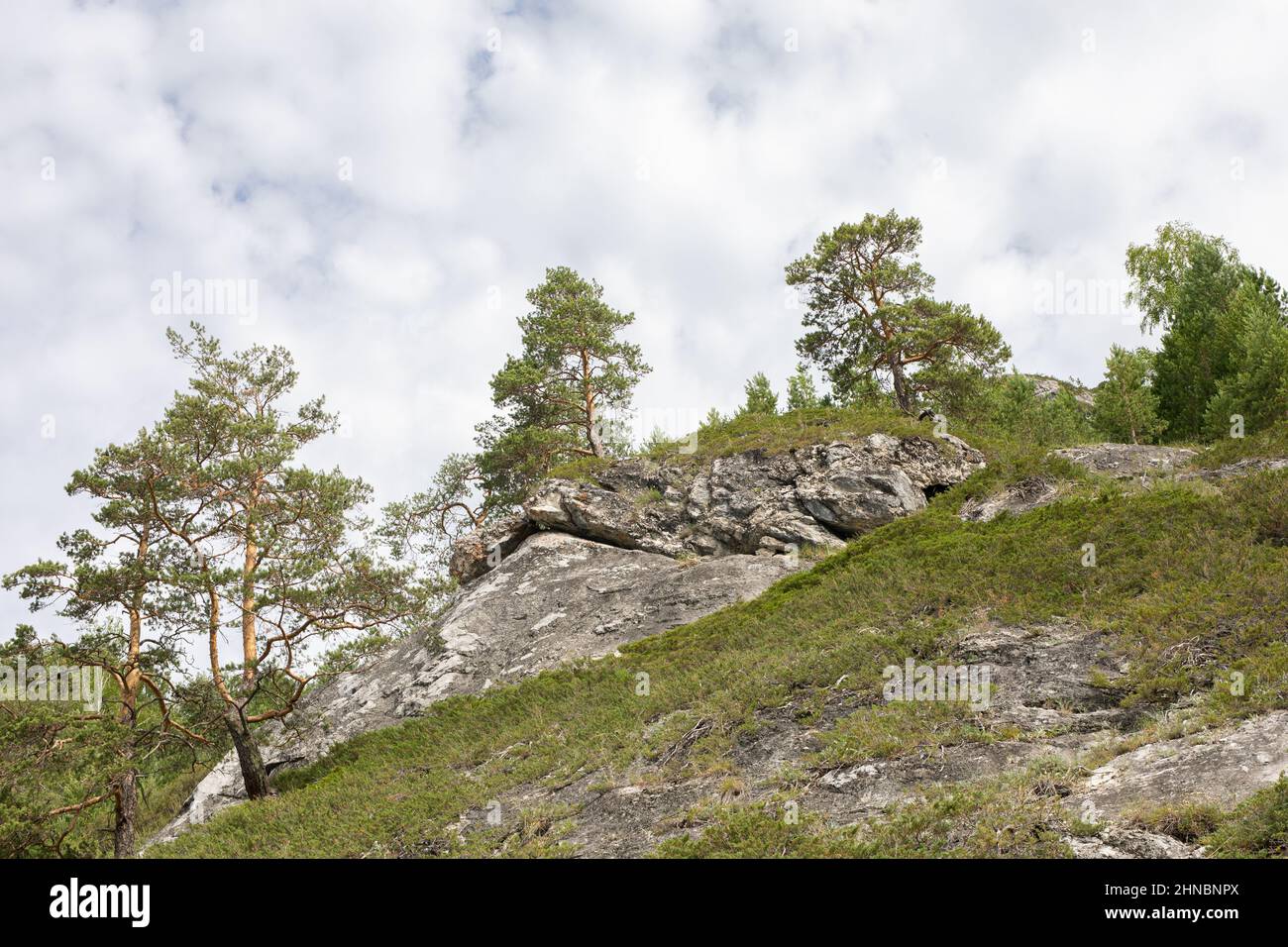green pine trees growing on top of mountains on white clouds sky