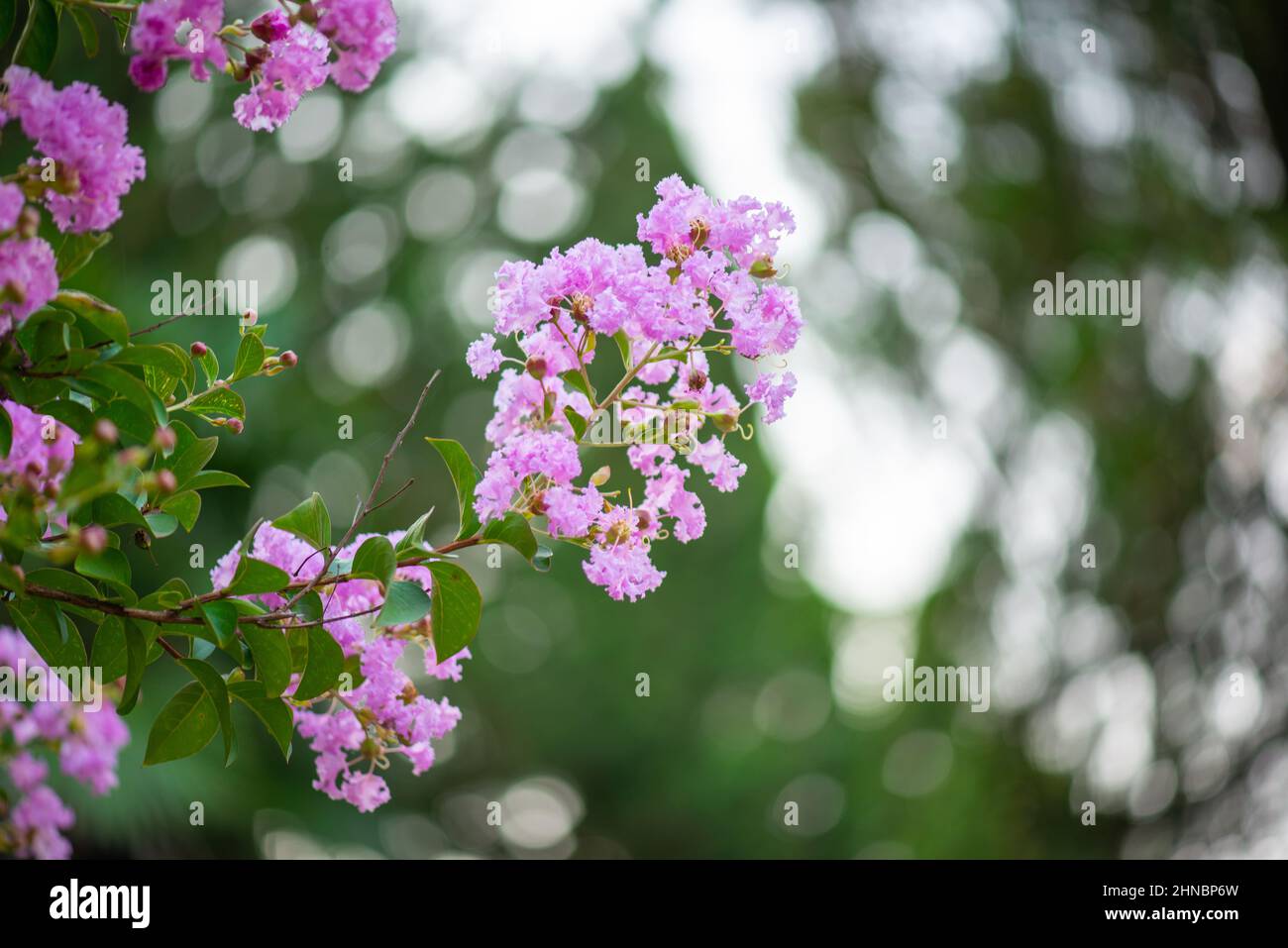beautiful myrtle flowers in the botanical garden of batumi Stock Photo