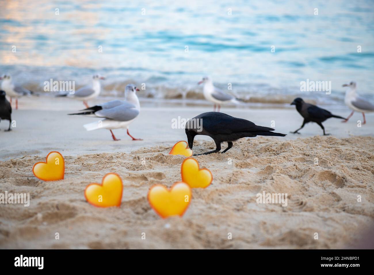 crows and seagulls and yellow hearts in the sand stand on the sea Stock Photo
