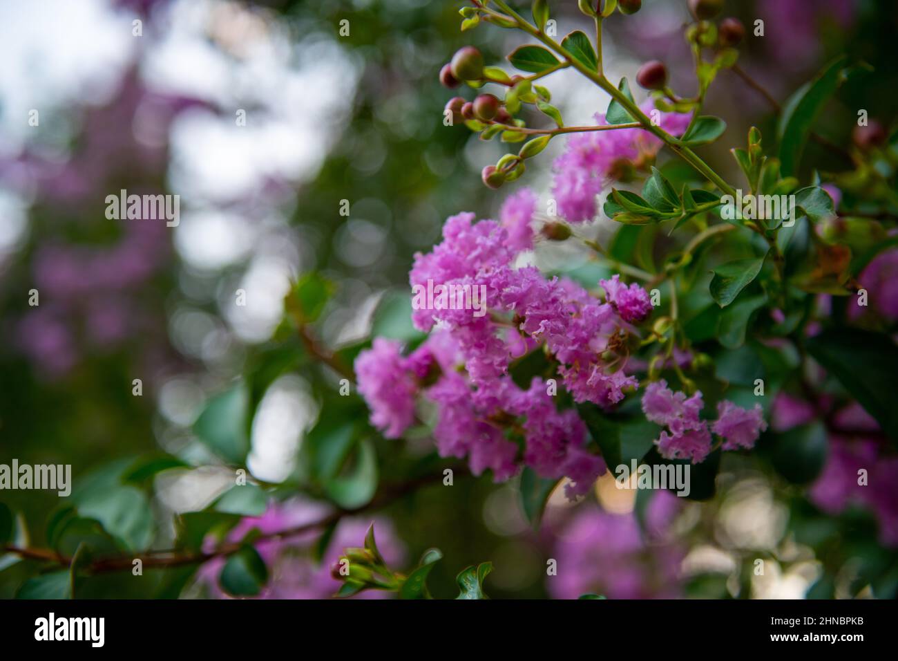 one myrtle tree blooms with beautiful flowers Stock Photo