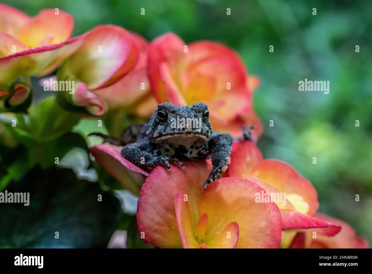 Little toad resting on orange begonia blossoms. Stock Photo
