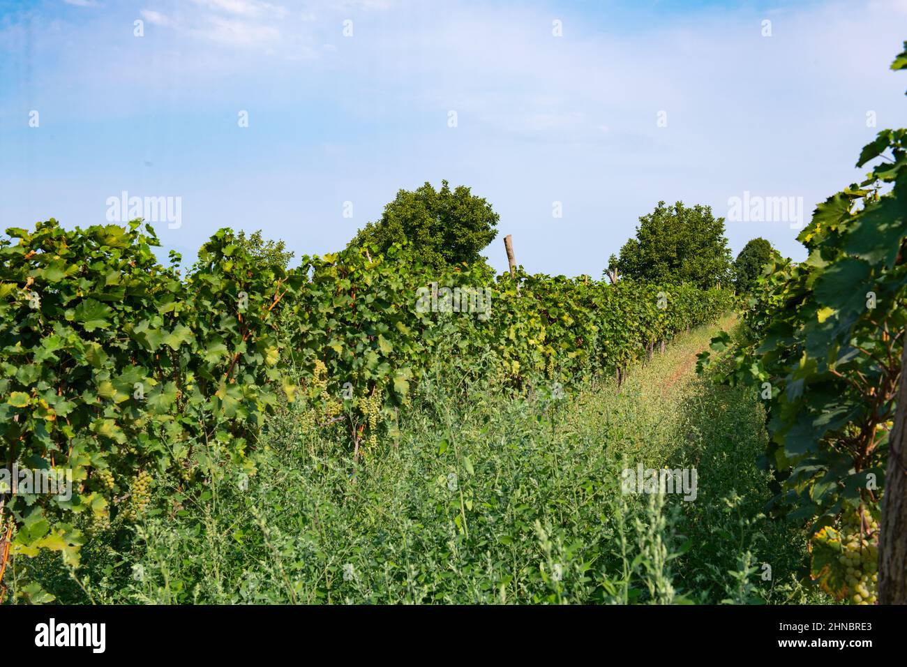 huge vineyard field in the suburbs of georgia Stock Photo