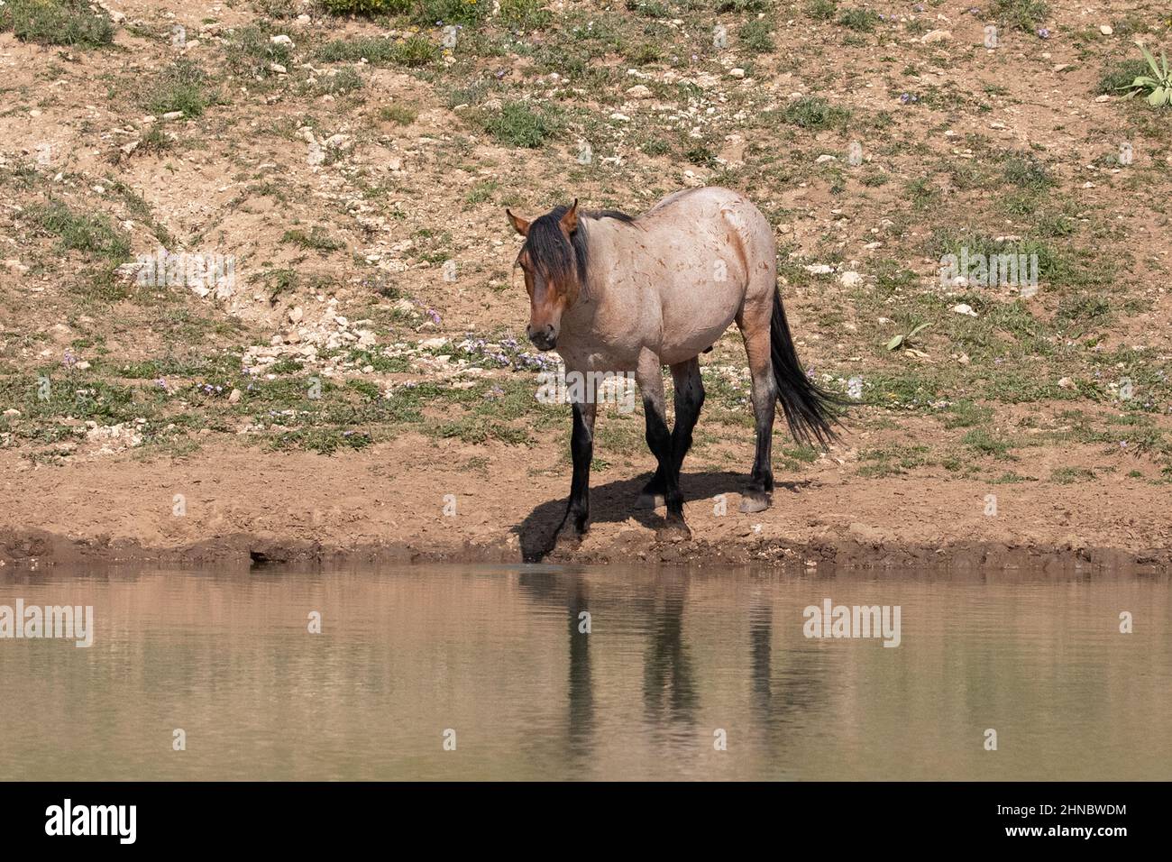 Rusty Orange Red Roan wild horse stallion reflecting in the water in the Pryor Mountains wild horse refuge in Wyoming United States Stock Photo