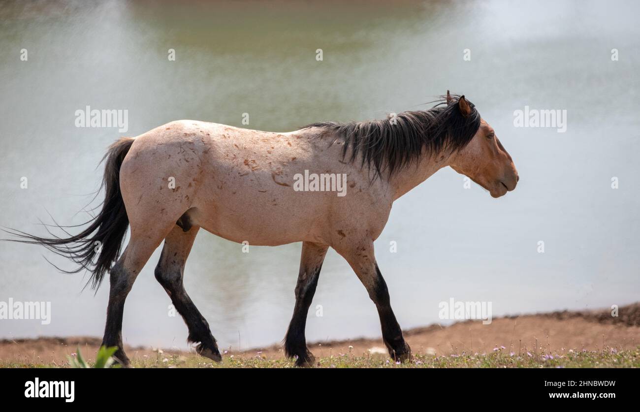 Feral Wild Horse Mustang in the Pryor Mountains Wild Horse Refuge Sanctuary on the border of Wyoming Montana in the United States Stock Photo