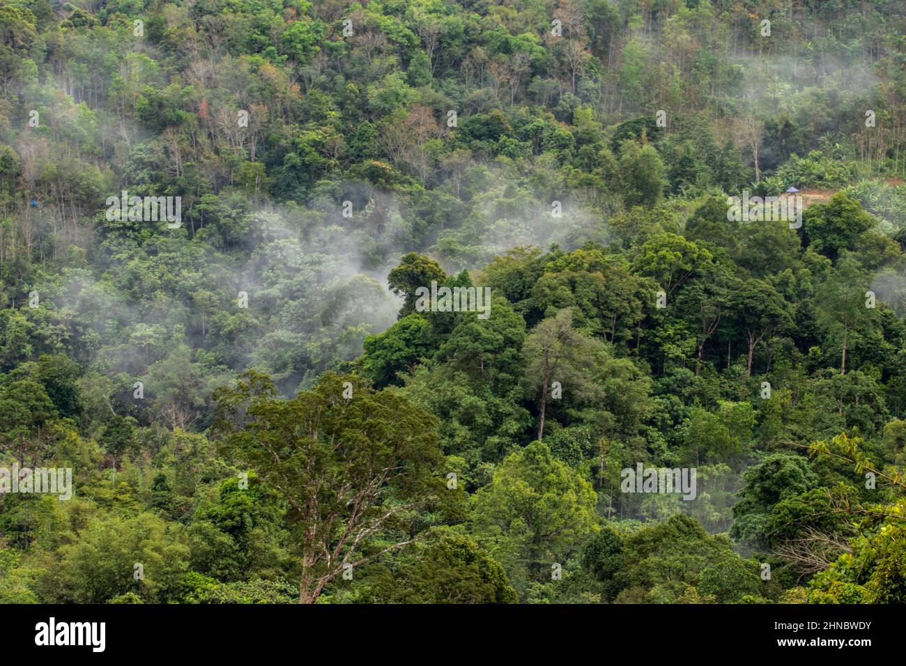 Rain forest on the road from Tamparuli to Renau Sabah Borneo Malaysia Stock Photo