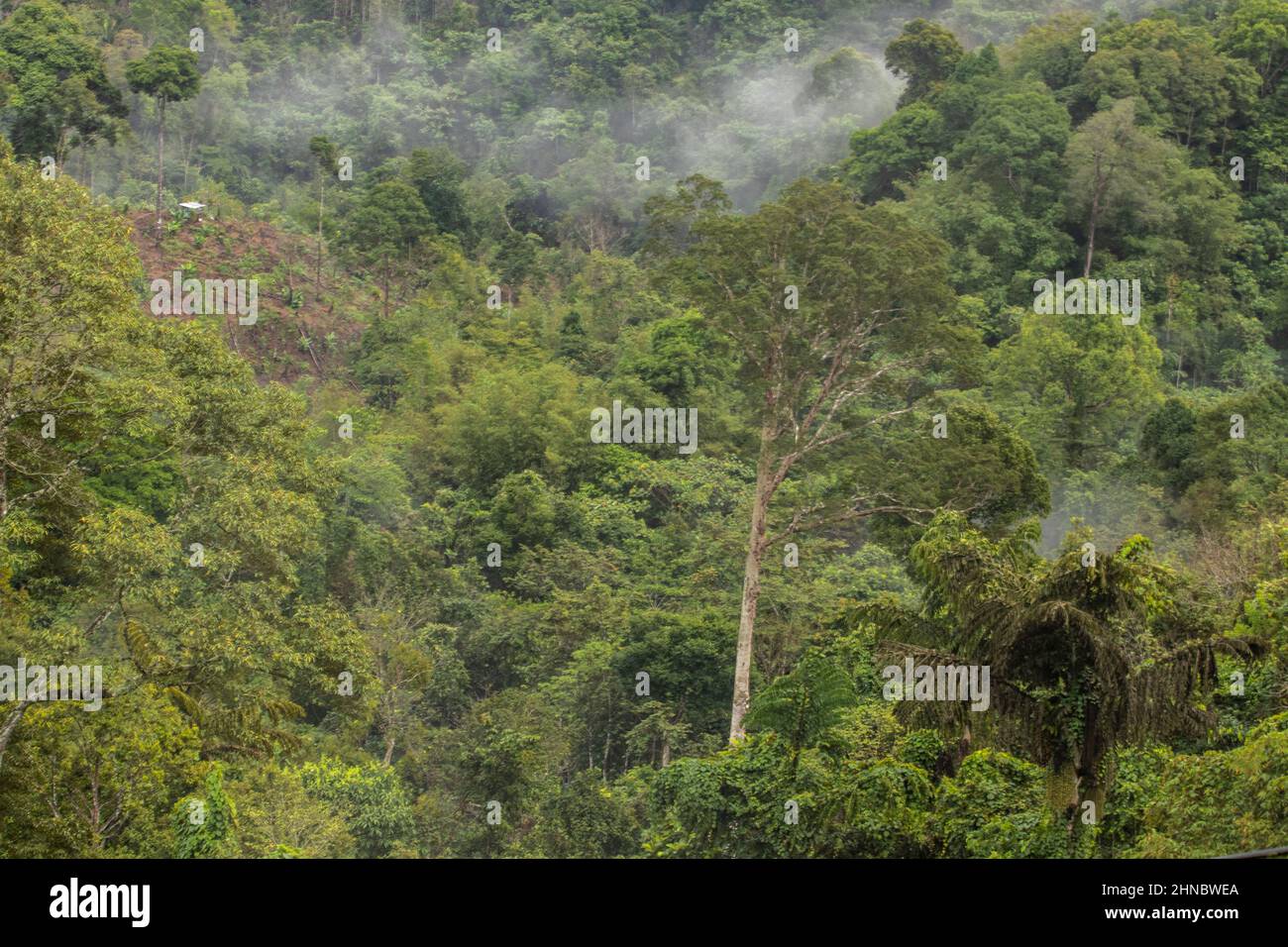 Rain forest on the road from Tamparuli to Renau Sabah Borneo Malaysia Stock Photo