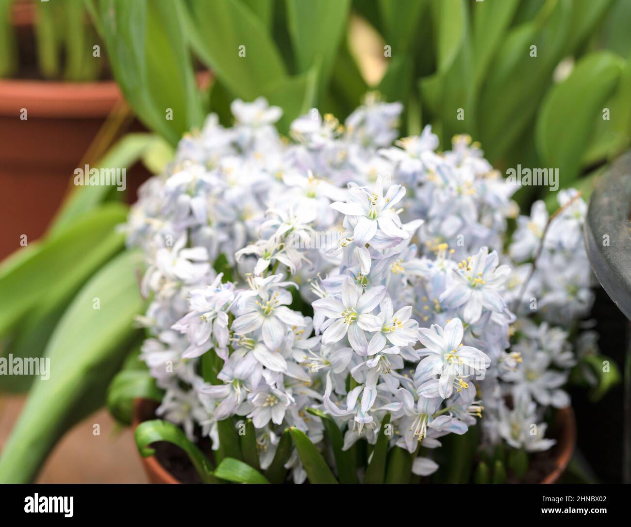 White flowers of puschkinia in the spring in the garden. Blooming