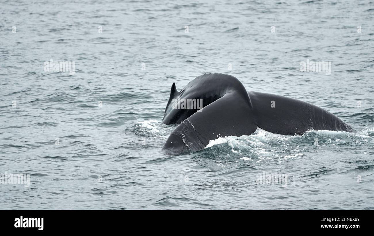 Closeup of a Humpback whale diving into the ocean in the daylight Stock ...