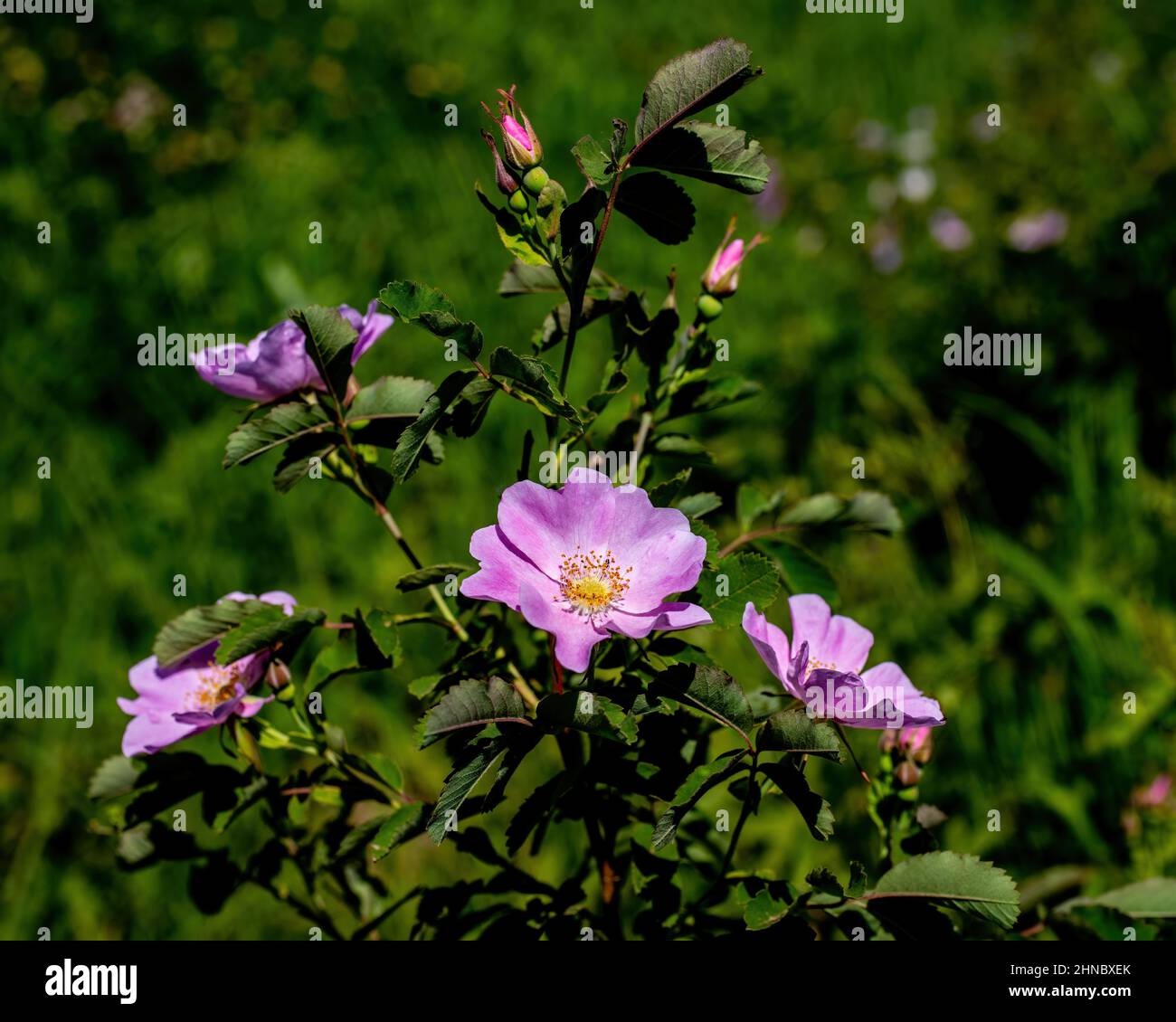 Wild rose bush hires stock photography and images Alamy