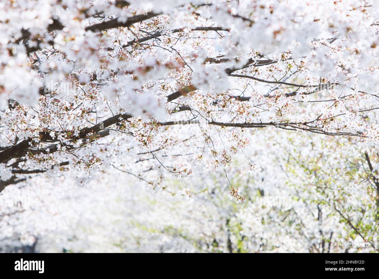 Cherry blossom trees in the wind hi-res stock photography and images ...