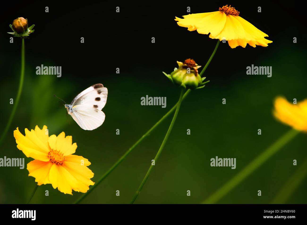 Butterfly elegant hi res stock photography and images Page 9 Alamy