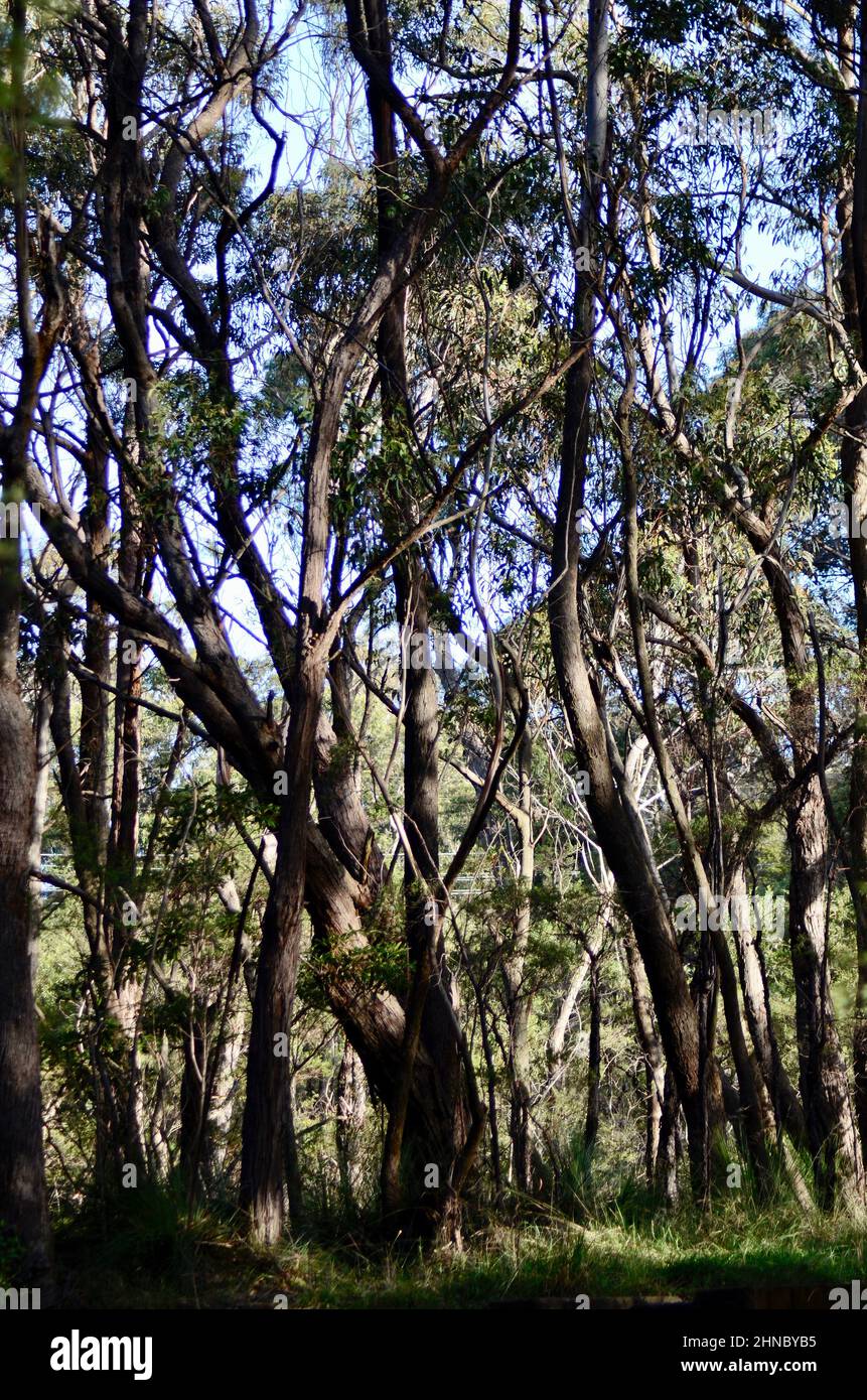 A view of the eucalyptus forest in the Blue Mountains of Australia Stock Photo