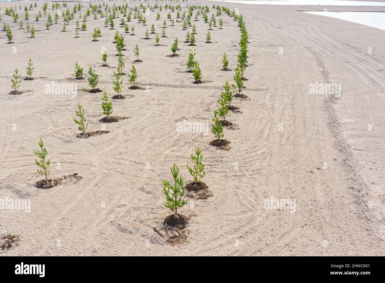Young plantings of coniferous pine trees on sandy ground, future park Stock Photo