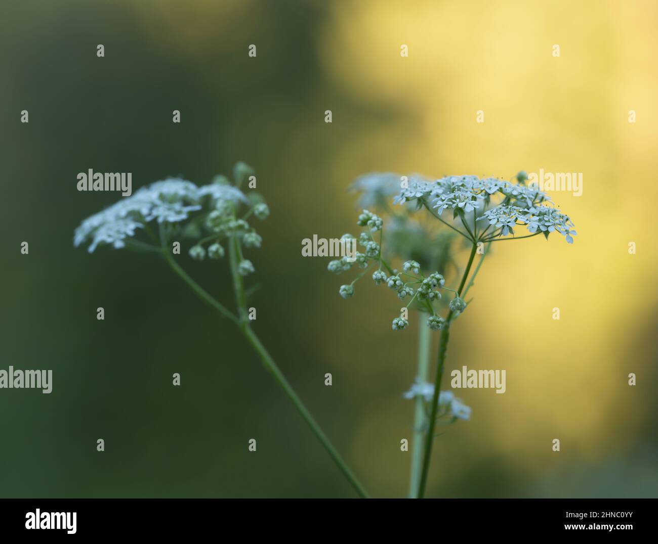 Caraway, Carum carvi or meridian fennel photographed early morning Stock Photo
