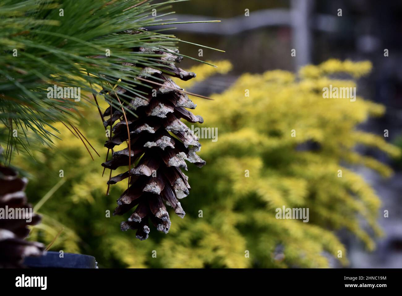 Closeup shot of a cone of a Pinus schwerinii pine on a blurred background Stock Photo