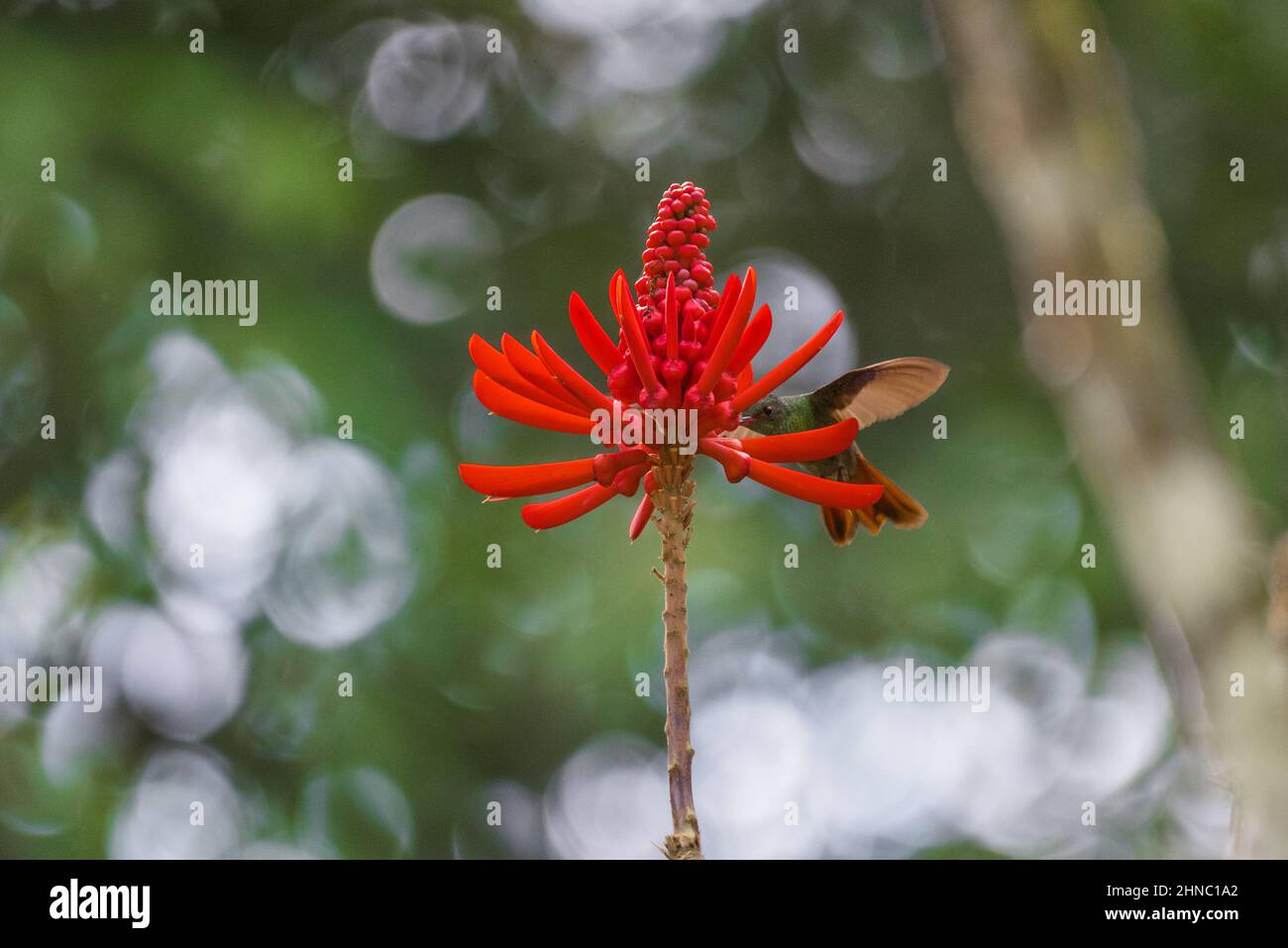 Closeup of a Colibri and the Erythrina coral against the blurred background of the tree branches Stock Photo