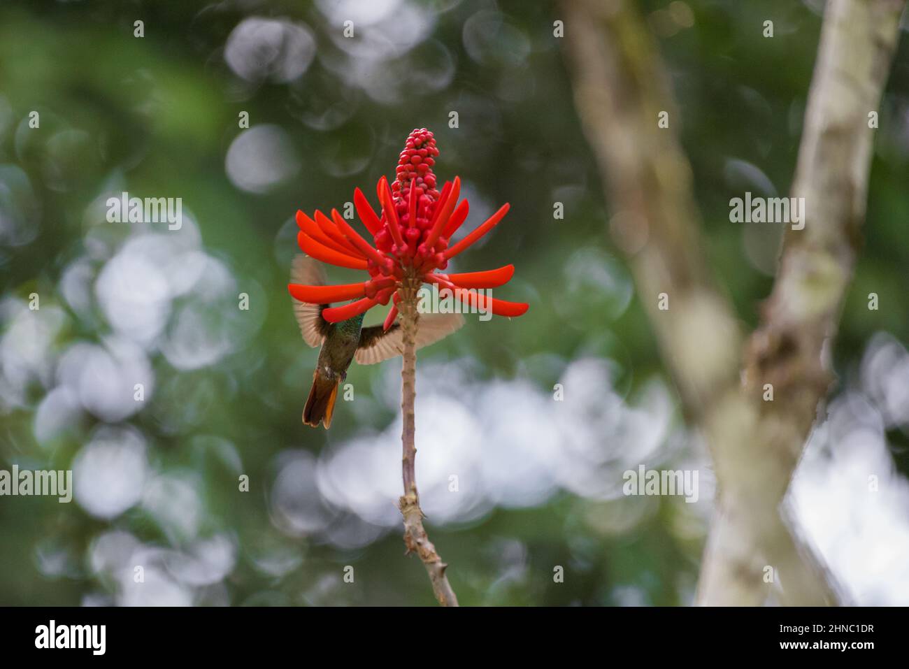 Closeup of a Colibri and the Erythrina coral against the blurred background of the tree branches Stock Photo