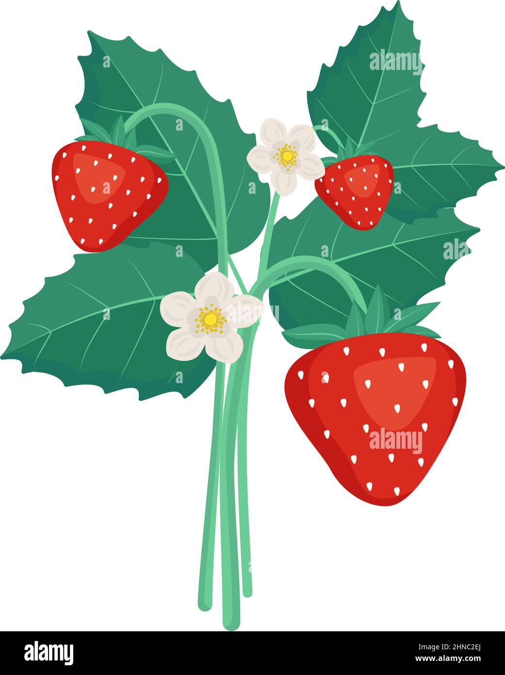 Strawberries with leaves and flowers. Harvesting in the garden or forest. Delicious sweet food, snack, dessert Stock Vector