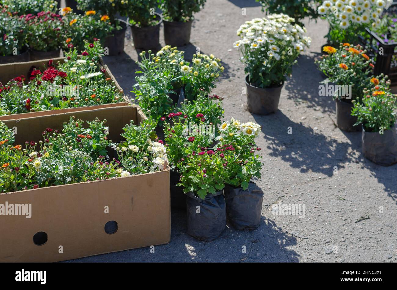 Farmer's Fair of gardening in the open air. Colorful chrysanthemums and daisies in flower pots. Bushes of different varieties of beautiful ornamental Stock Photo