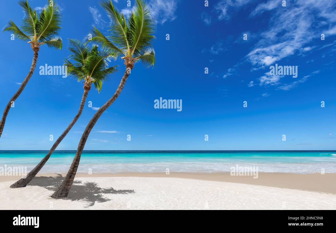 Three palm trees in sunny tropical beach in Paradise island Stock Photo ...