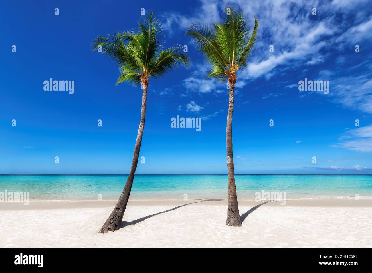 Coco palms in sunny beach and blue sky Stock Photo