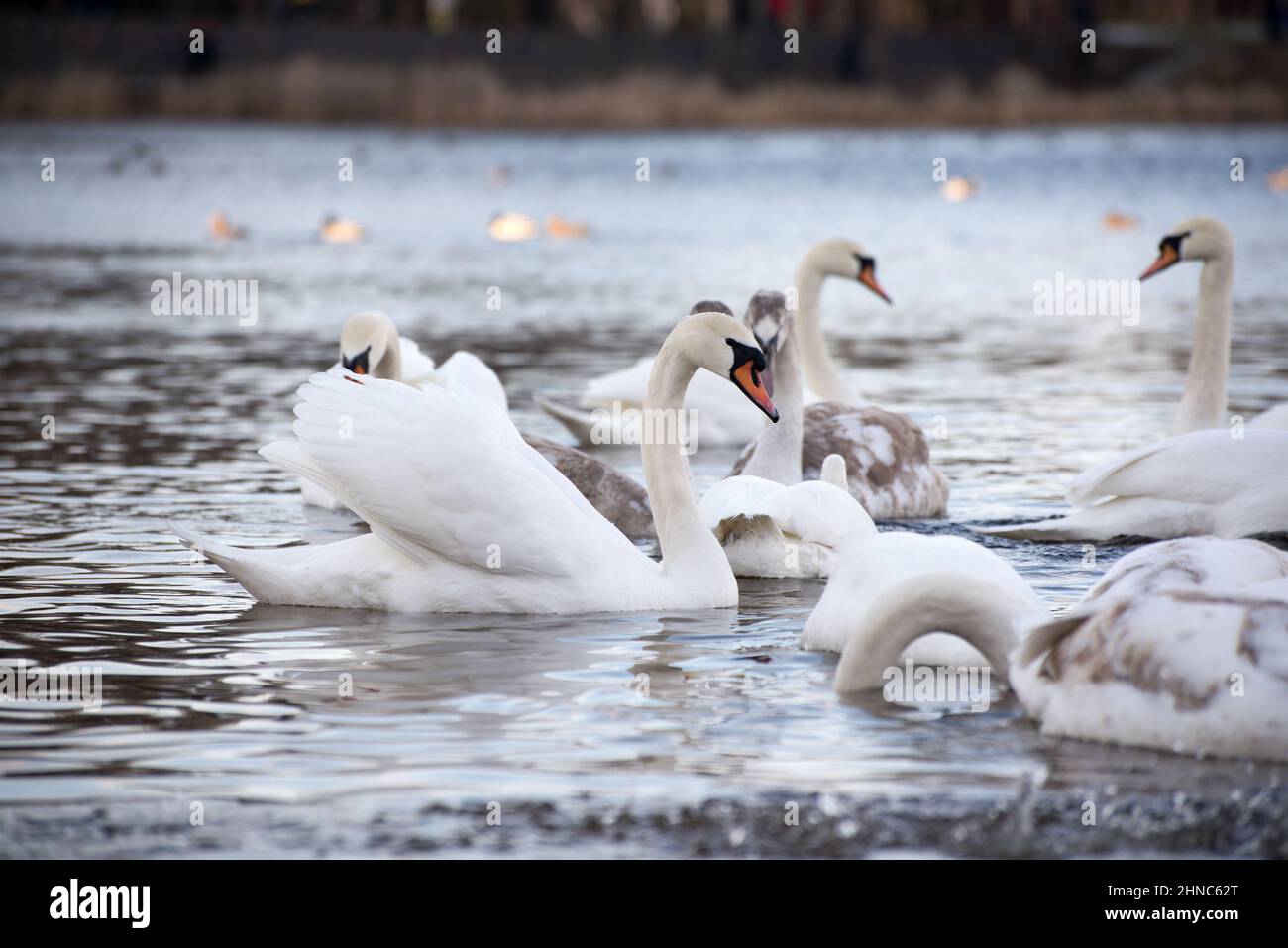 White swan winter hi-res stock photography and images - Alamy