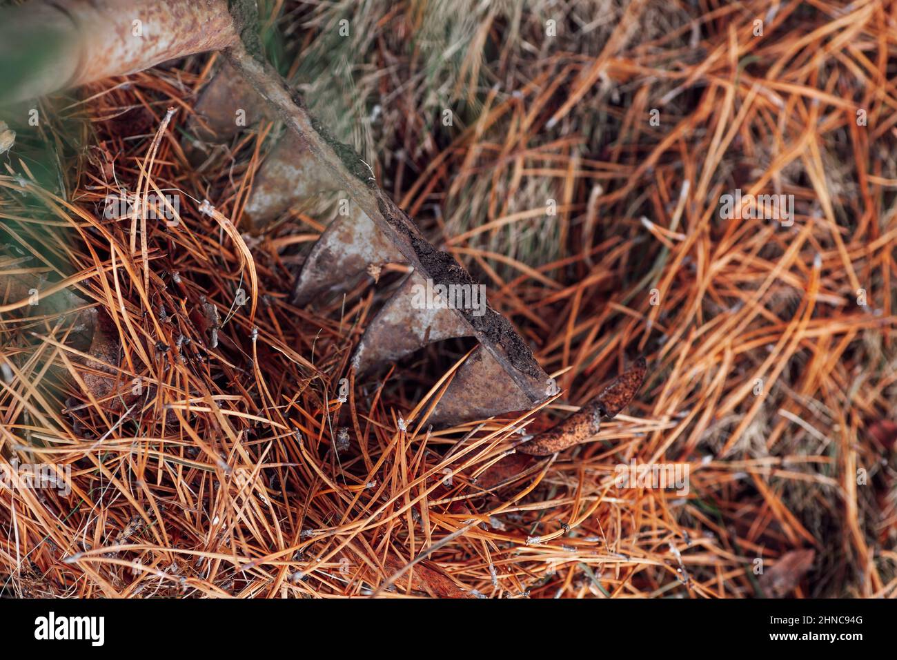 Closeup of gathering pine needles with old rusty rake and using them as ...