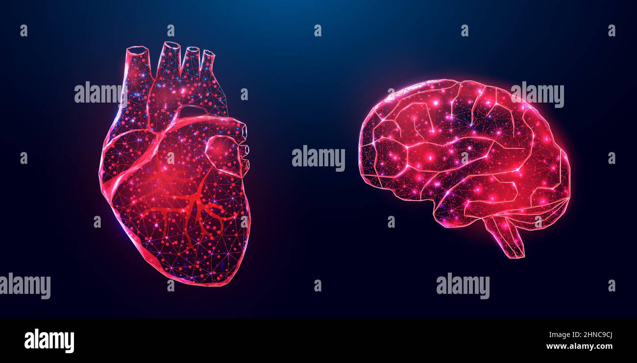 Human heart and brain. Wireframe low poly style. Concept for medical, treatment of the hepatitis. Abstract modern 3d vector illustration on dark blue Stock Vector