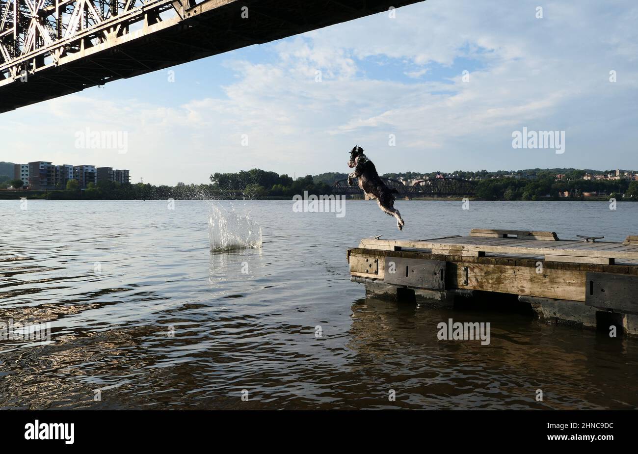 Beautiful view of a Dog jumping into a river to go after a stick under